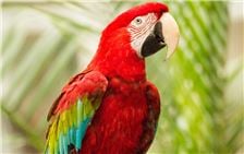 Tropical Birds in Atrium